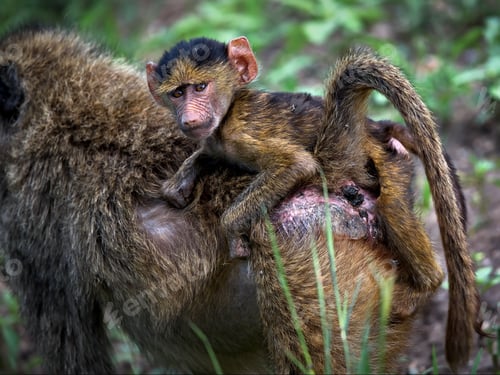 Preview: Closeup of monkeys in Tanzania nature during daylight