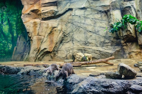 Preview: Eurasian Otters at the zoo