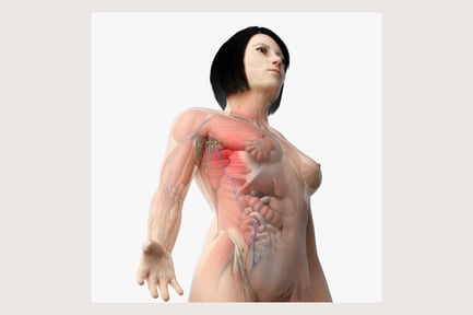 Preview: Detailed Asian Female Anatomy with Muscular and Skeletal Systems