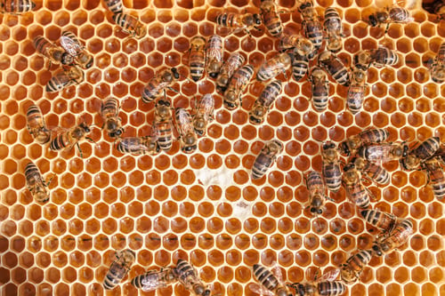 Preview: Honey Bees working on honeycomb close-up shot.