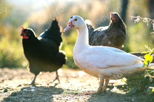 Preview: Ducks feed on traditional rural barnyard. Detail of a duck head