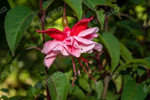 Preview: Closeup shot of a beautiful pink flower in the garden