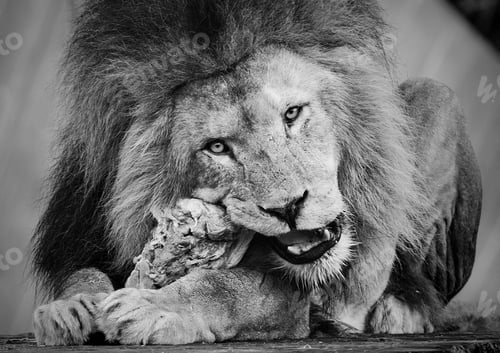 Preview: Selective of a mighty lion resting on the ground