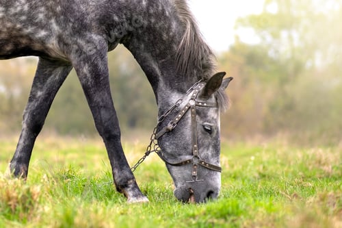 Preview: Beautiful gray horse grazing in summer field. Green pasture with feeding farm stallion.