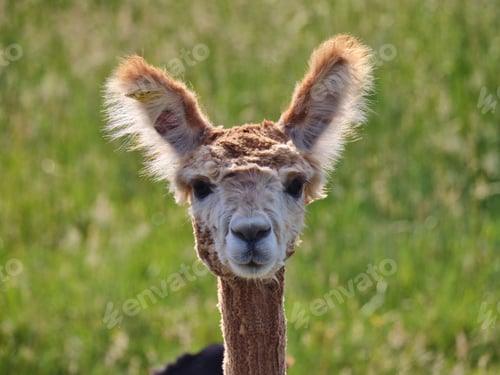 Preview: Closeup of brown Alpaca looking at camera