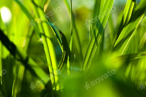 Preview: Grass. Close up