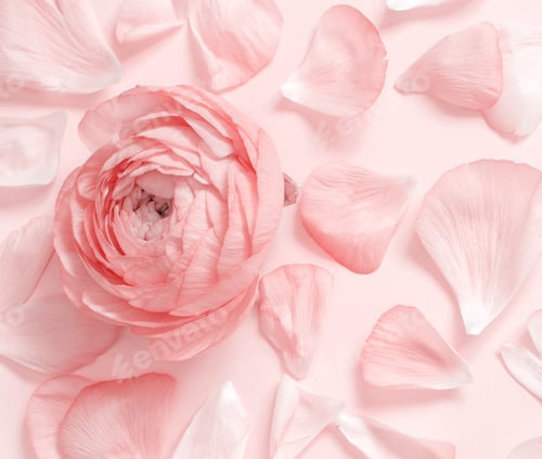 Preview: Pink ranunculus flowers and petals on a light pink background