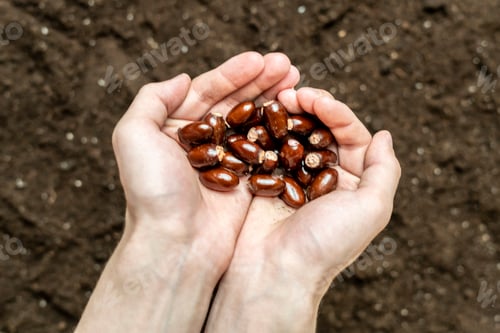 Preview: gardener hold vegetable seeds to plant it