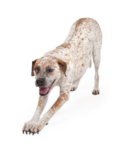 Preview: Pointer Crossbreed Bowing