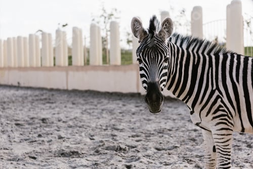 Preview: close up shot of zebra grazing on ground in corral at zoo