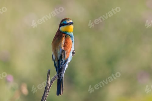 Preview: european bee eater (merops apiaster)