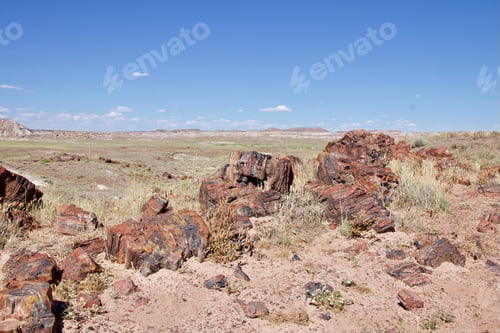 Preview: Petrified trees in desert on beautiful sunny day