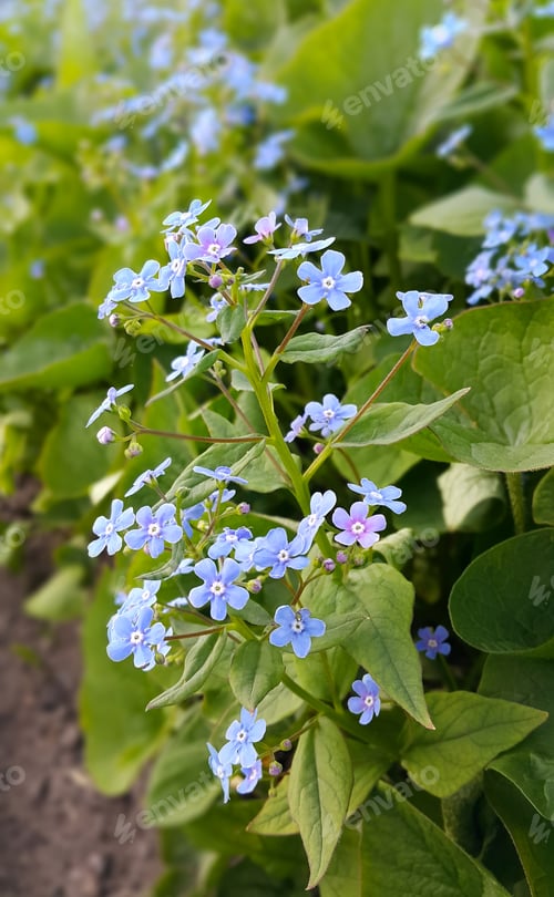 Preview: Small blue flowers of Forget-me-nots in park