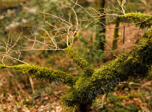 Preview: Aged evergreen tree with a weathered bark texture, partially covered in a layer of moss