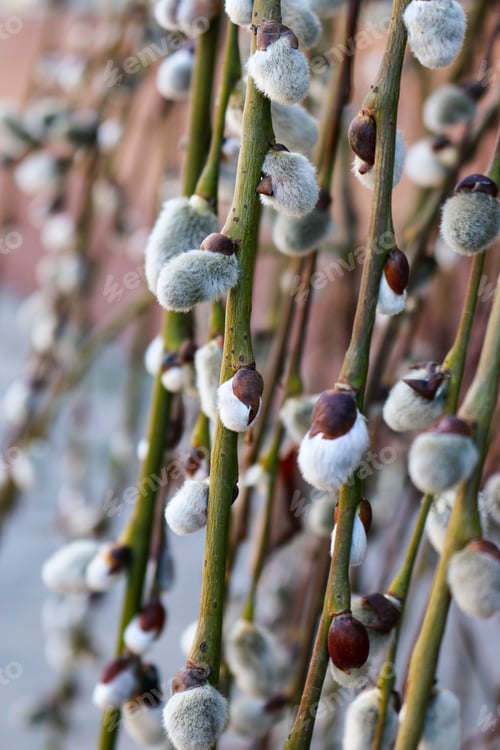 Preview: Willow twigs