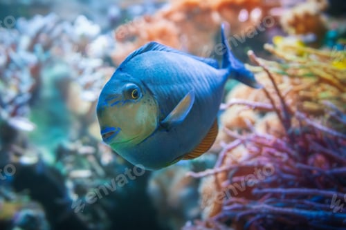 Preview: Bignose Unicornfish Coral Reef Fish (Naso vlamingii)
