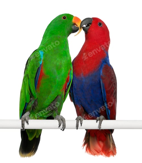 Preview: Male and Female Eclectus Parrots, Eclectus roratus, perching in front of white background