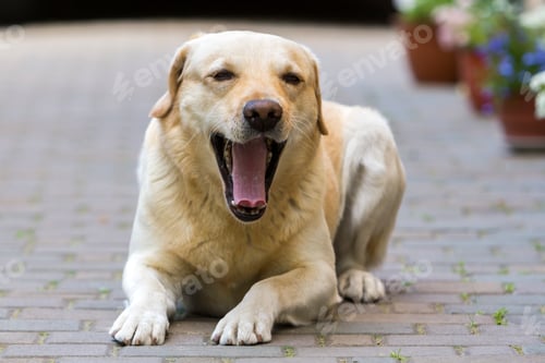 Preview: Big clever light yellow brown funny dog Labrador