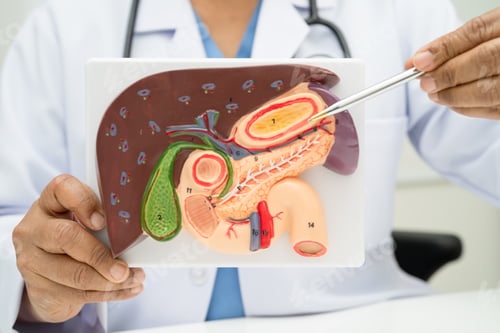 Preview: Liver with gallbladder, pancreas spleen and duodenum,