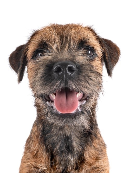 Preview: young border terrier