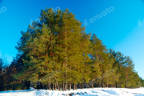 Preview: Tall smooth snowy pines stand on edge of forest