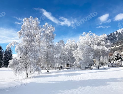 Preview: Snowy trees landscape
