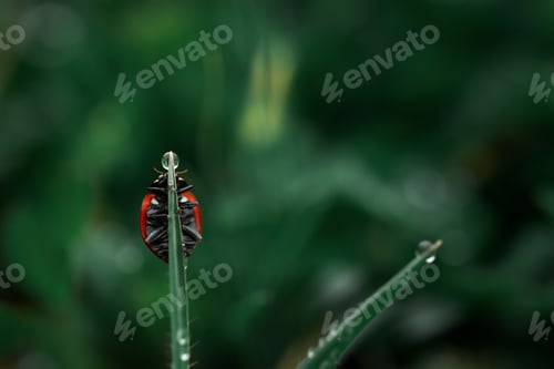 Preview: Ladybug Climbs Blade of Grass with Water Droplet