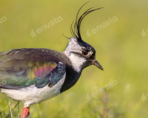 Preview: Sideview portrait of Northern lapwing with detailed wing and gre