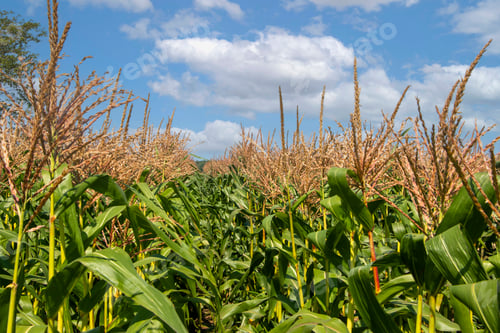 Preview: Spring corn field with stalks against the sky.