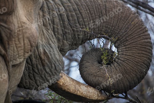 Preview: Close-up of an elephant's trunk and tusks entwined with foliage.