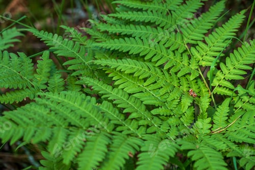 Preview: Close-up leaves of the oldest plant ferns in the forest.