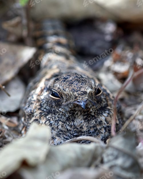 Preview: Standard-winged nightjar (Caprimulgus longipennis)
