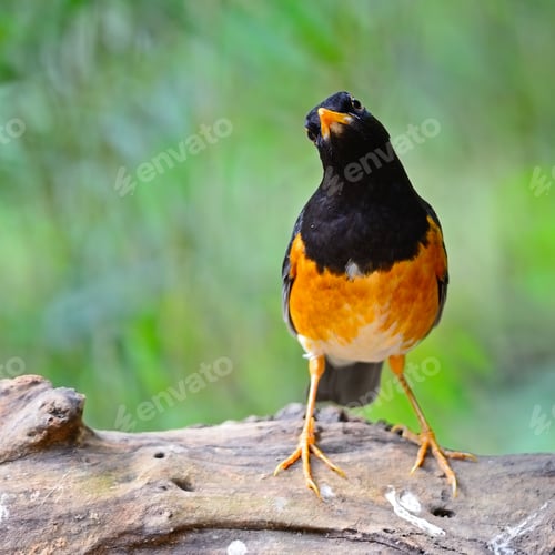 Preview: male Black-breast Thrush
