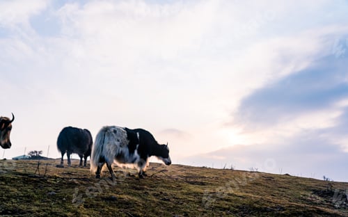 Preview: Yak grazing on greenery grassland in Mountain hill
