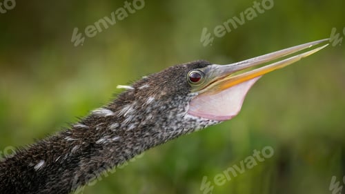Preview: Anhinga Croaking