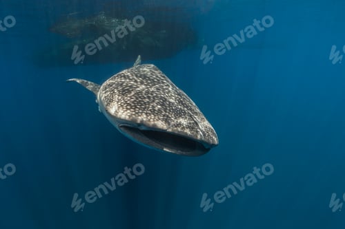Preview: Indonesia, Papua, Cenderawasih Bay, Whale shark