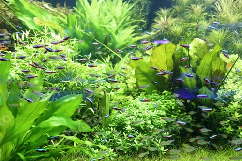 Preview: Beautiful neon tetra fish in clear aquarium water