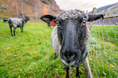 Preview: Goat head closeup