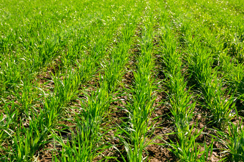 Preview: spring green field