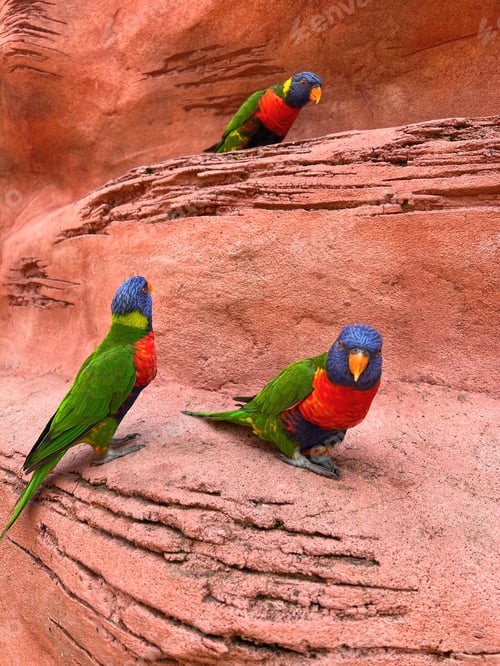 Preview: Beautiful rainbow lorikeet parrots on red rock outdoors