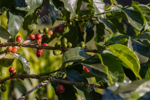 Preview: Coffee tree concept. Organic coffee berries beans. Red berry branch.