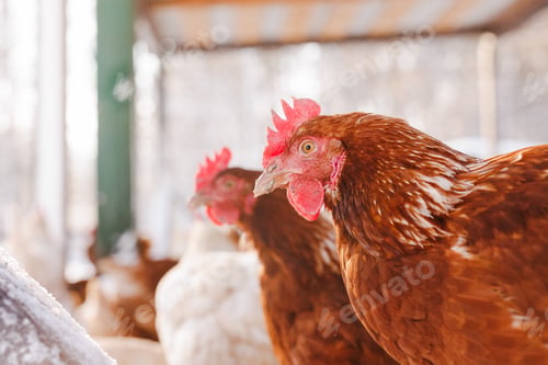 Preview: Close up of hens in winter coop on free range farm producing organic eggs