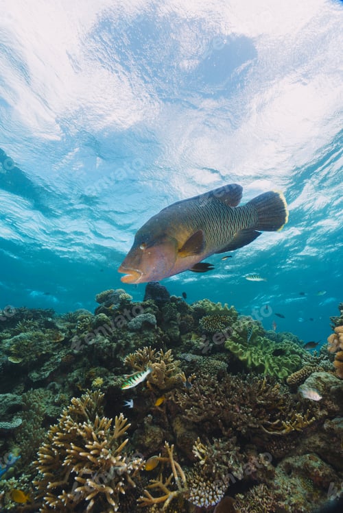 Preview: Cheilinus undulatus, maori wrasse humphead fish in australia