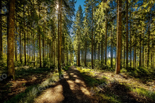 Preview: Pathway winding through a lush forest of tall trees, the perfect setting for a peaceful stroll