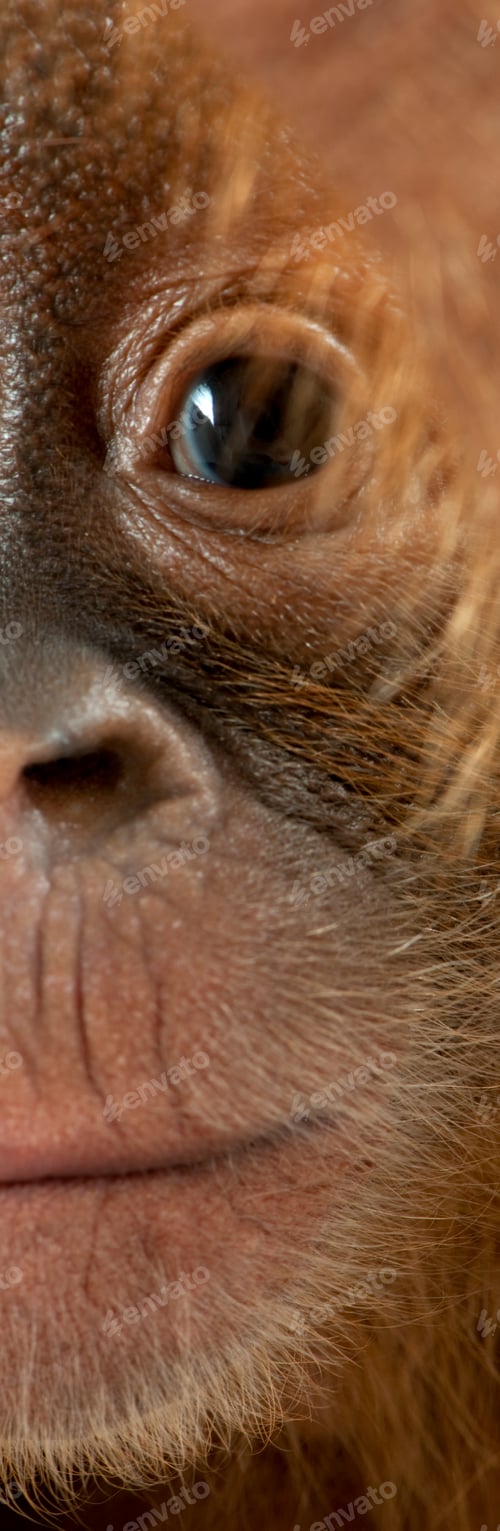Preview: Panoramic close-up of baby Sumatran Orangutan, 4 months old