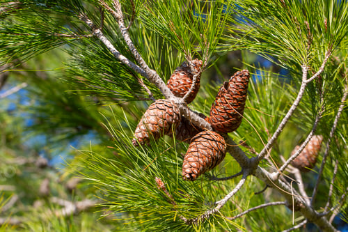 Preview: Pine cone in pine tree in nature
