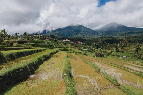 Preview: scenic view of Jatiluwih Rice Terraces in Bali