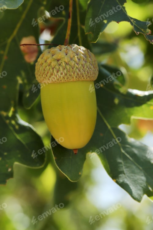 Preview: Fresh and young acorn on the tree