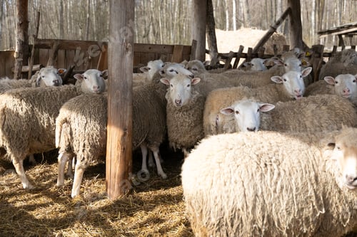Preview: A Herd of Sheep Standing Together