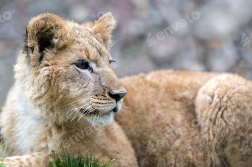 Preview: Young lion cub in the wild